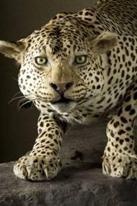 leopardo